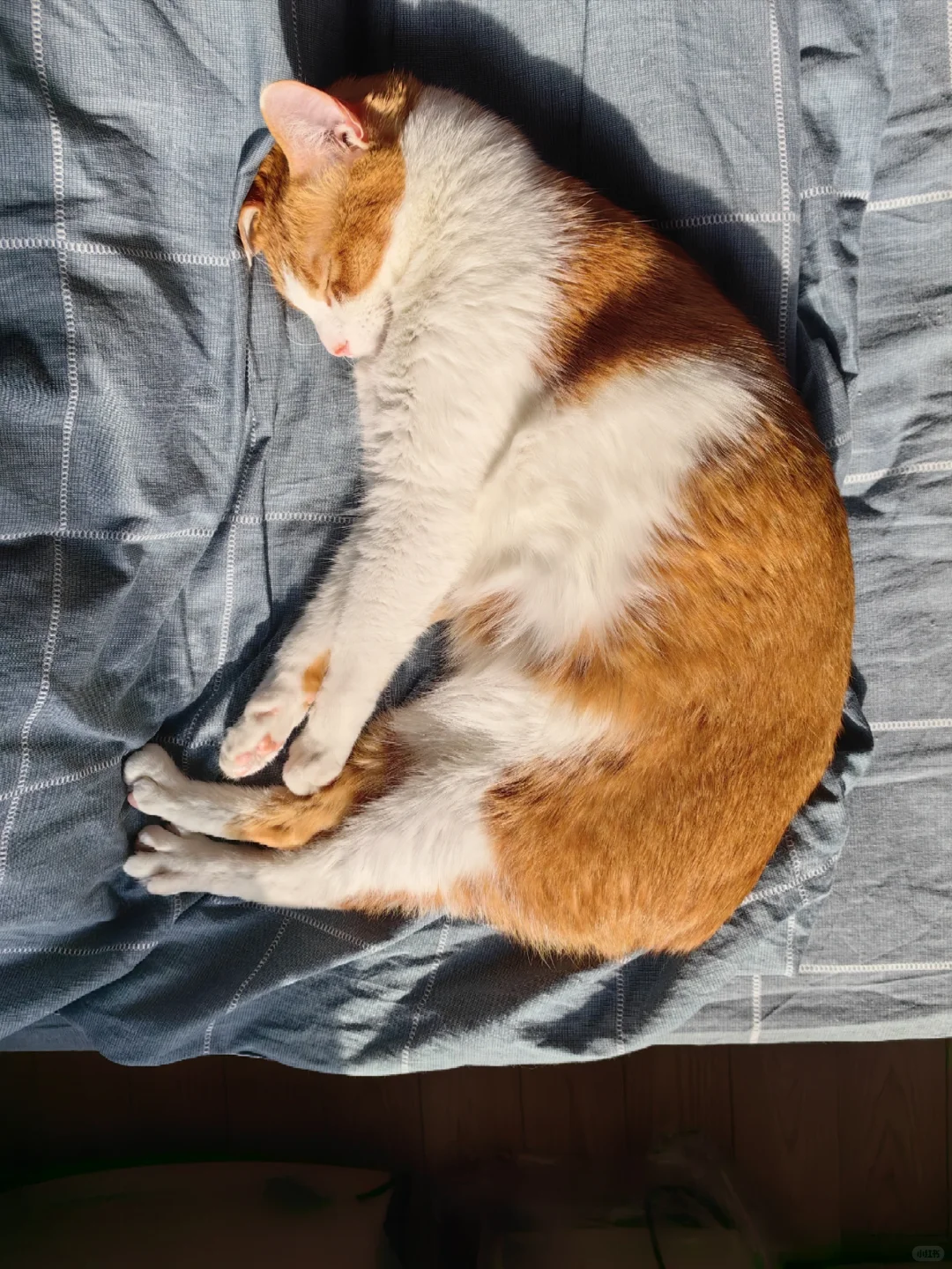 嘘🤫猫猫睡着啦