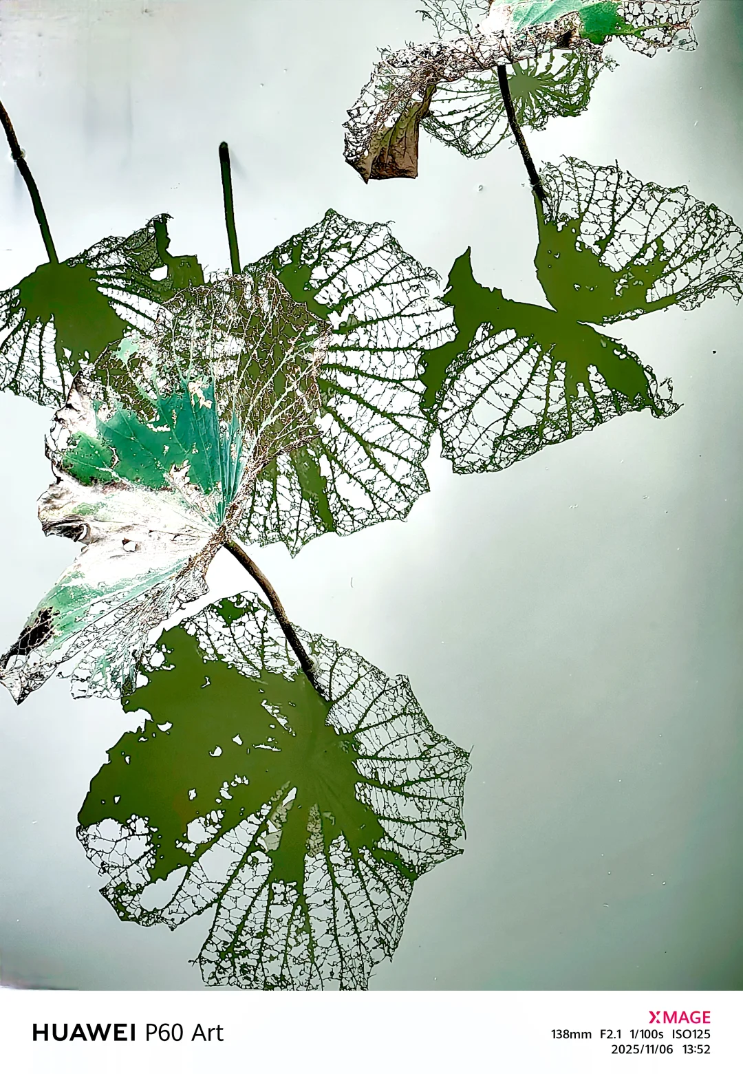 秋日的残荷秋日的残荷虽然没有夏日荷花那