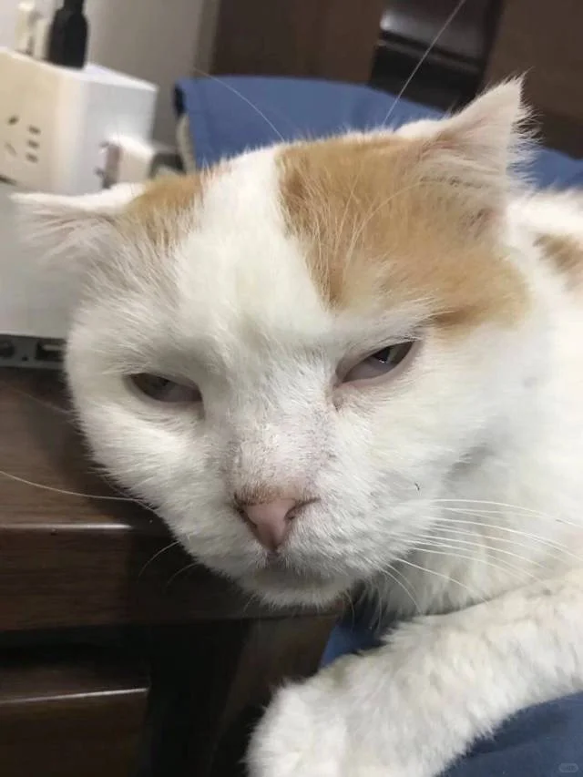 谁懂啊！这猫太有特色了