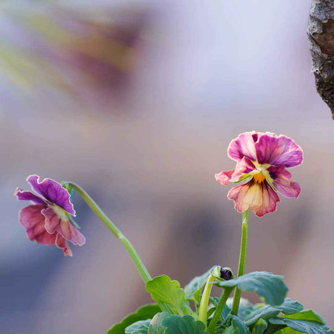 青之幻想和妖艳小花