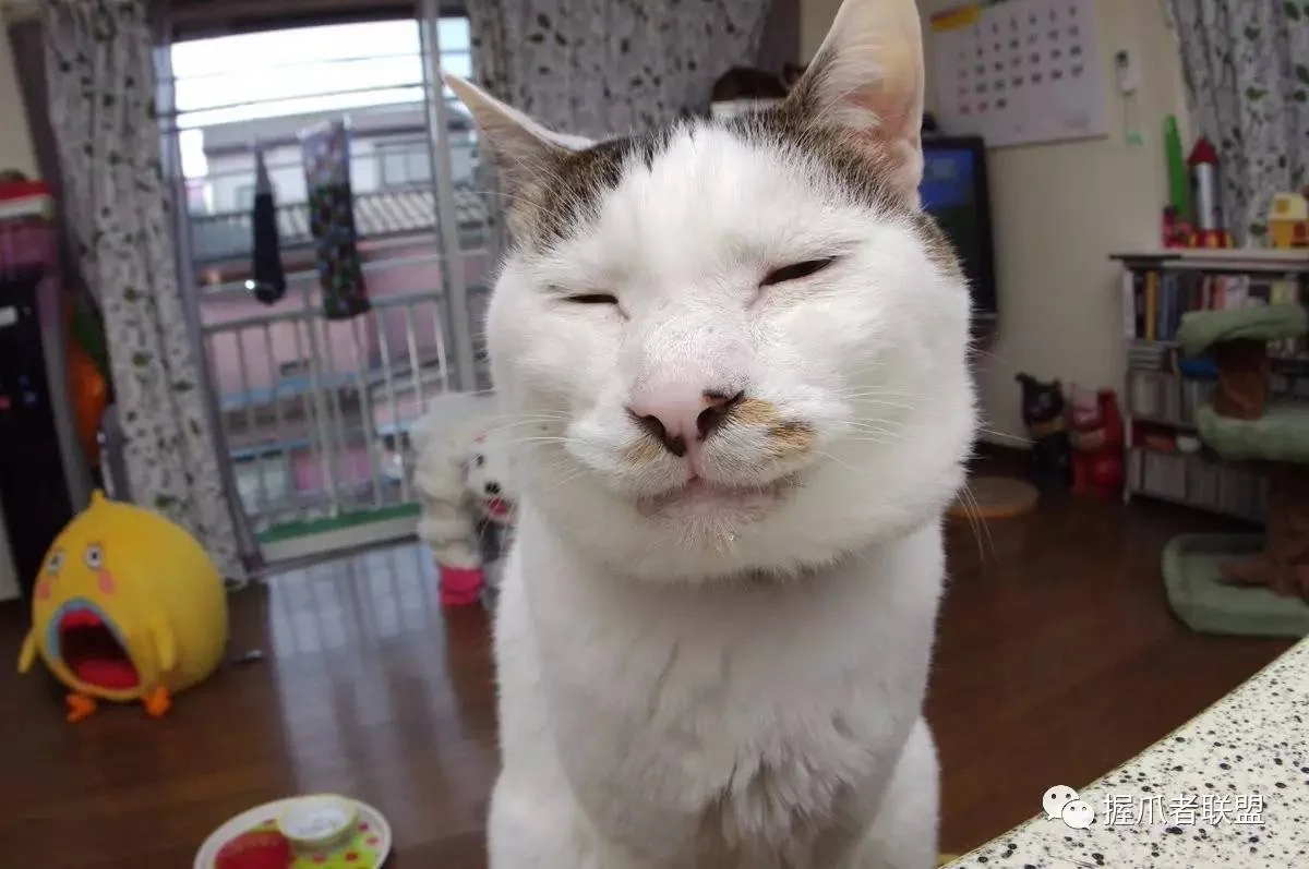 谁懂啊！这猫太有特色了