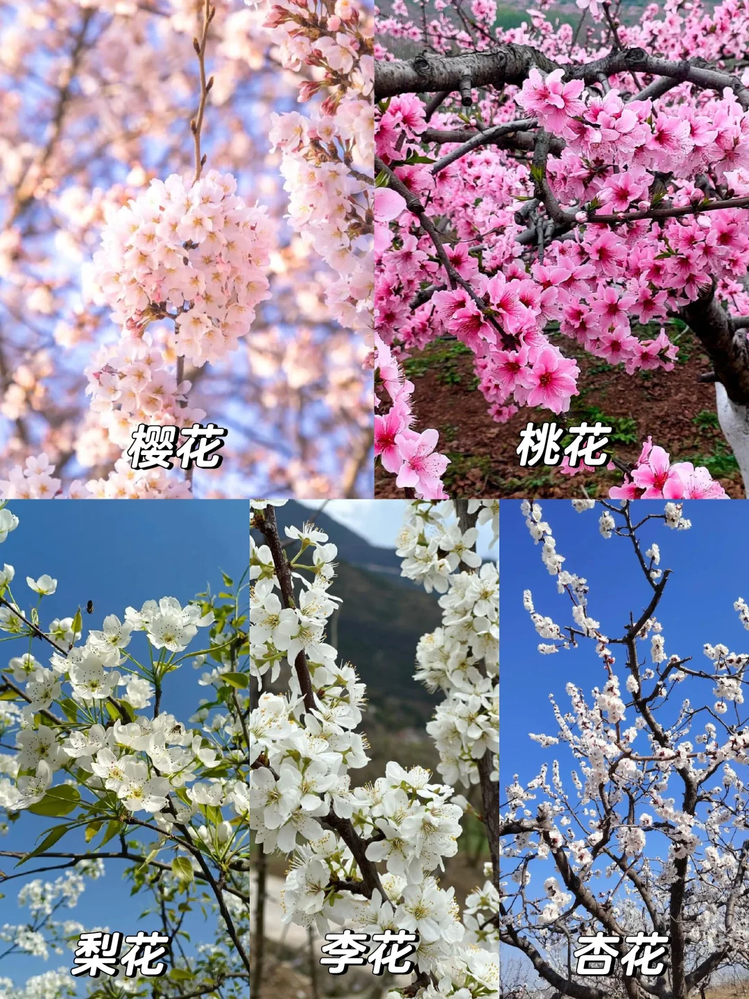 樱、桃、梨、李、杏/5款春季姐妹花