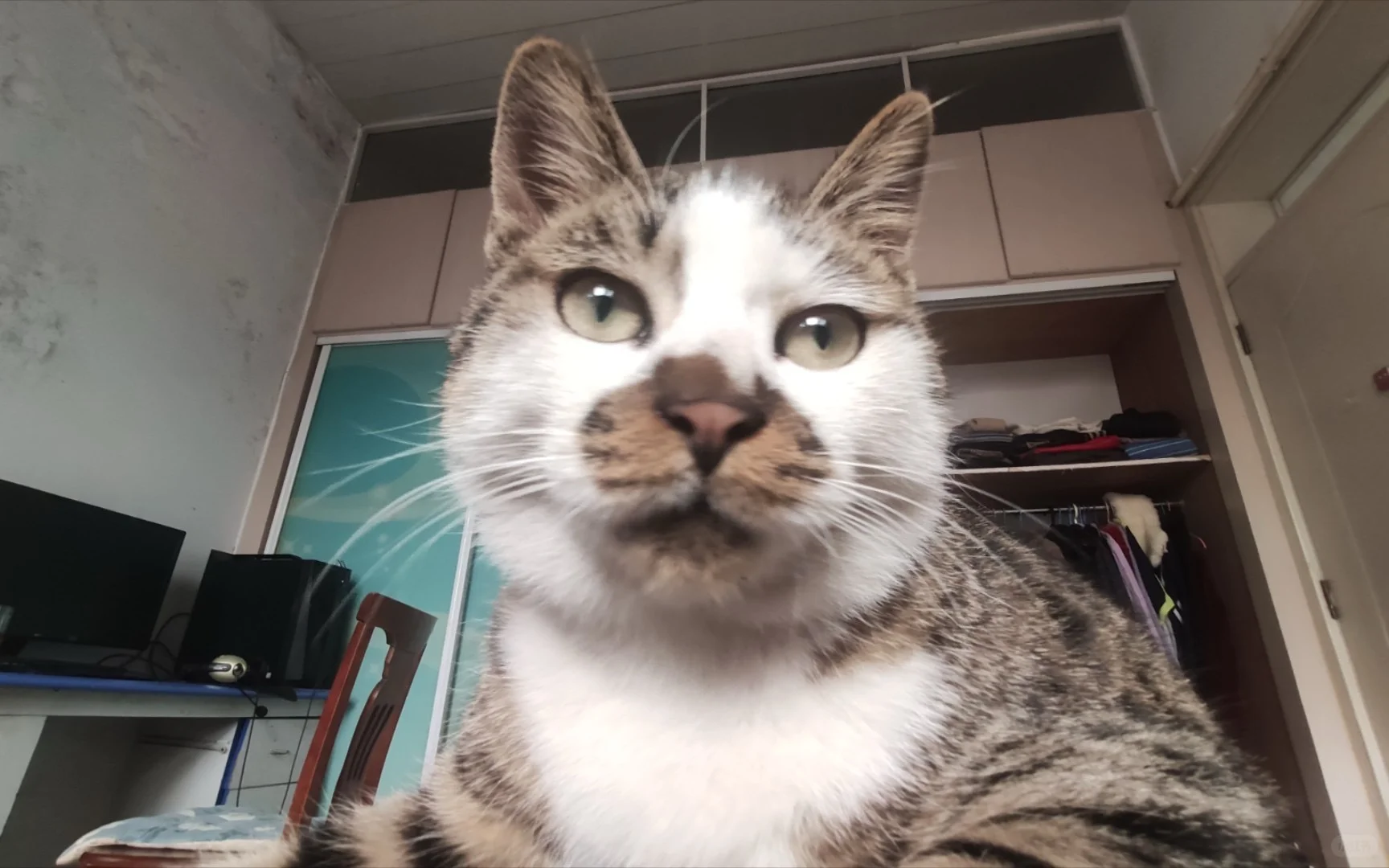 谁懂啊！这猫太有特色了