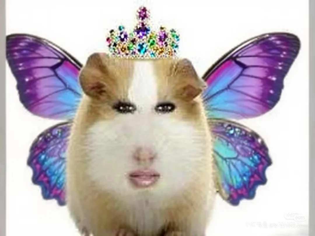 猪精图片第一期