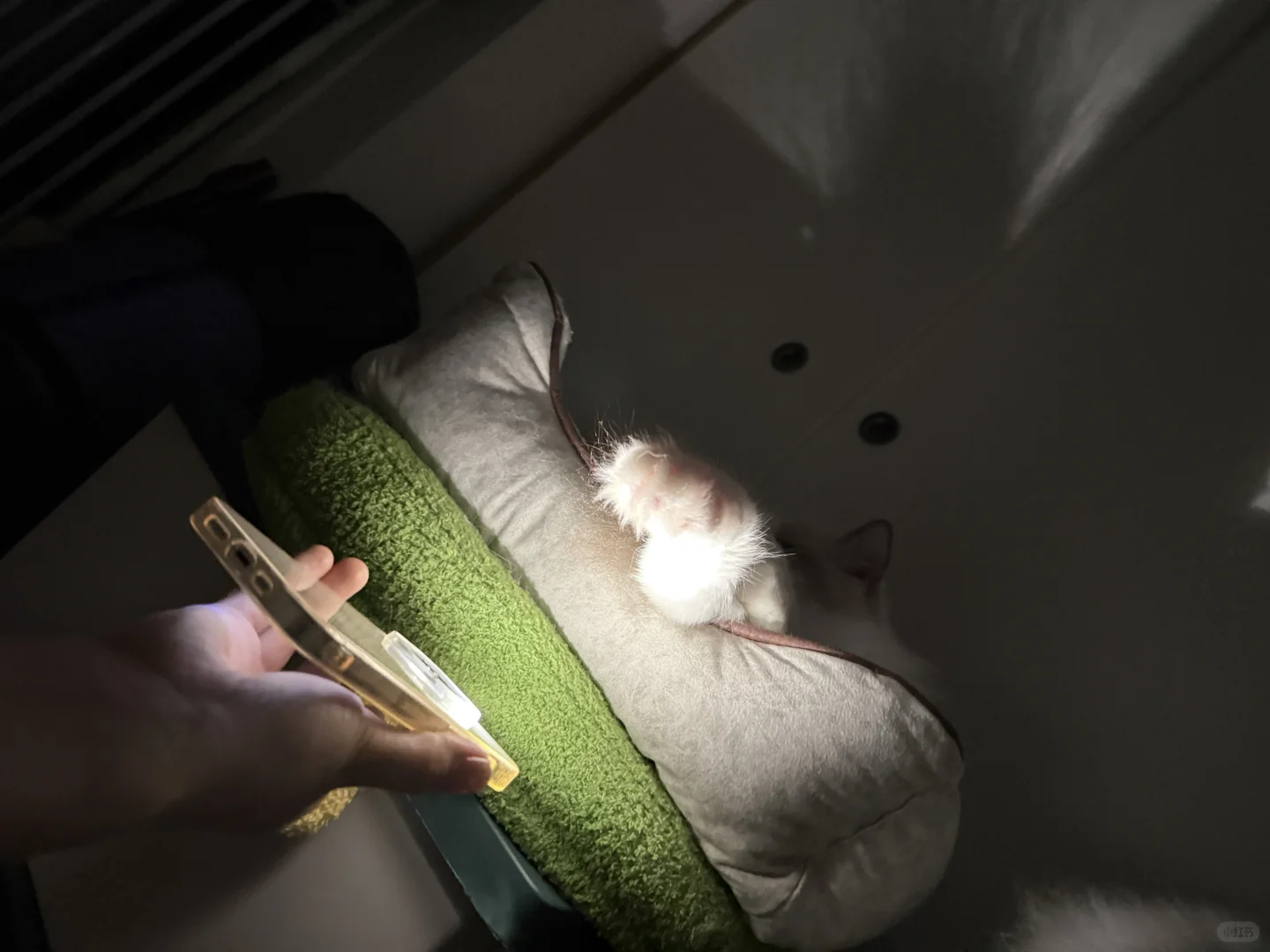 咪の美足之大脚马皇后