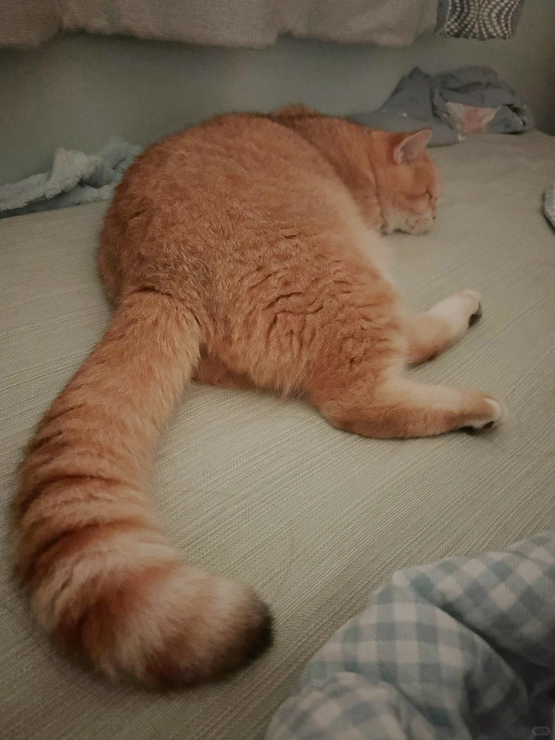 寒舍一英吉利之狸奴，叠名曰肉，名虽寓丰腴，