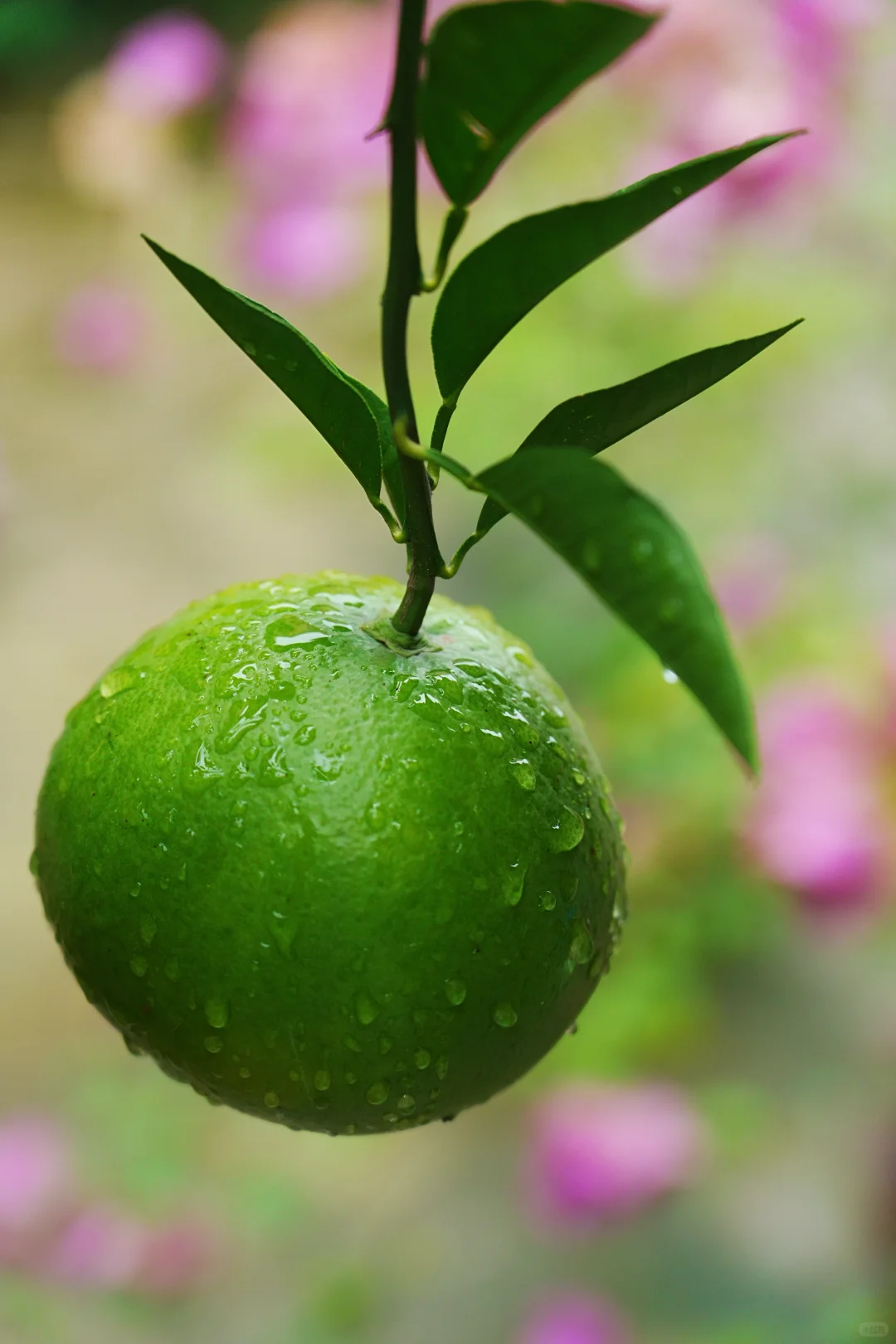 雨，未出门，拍自家的花～