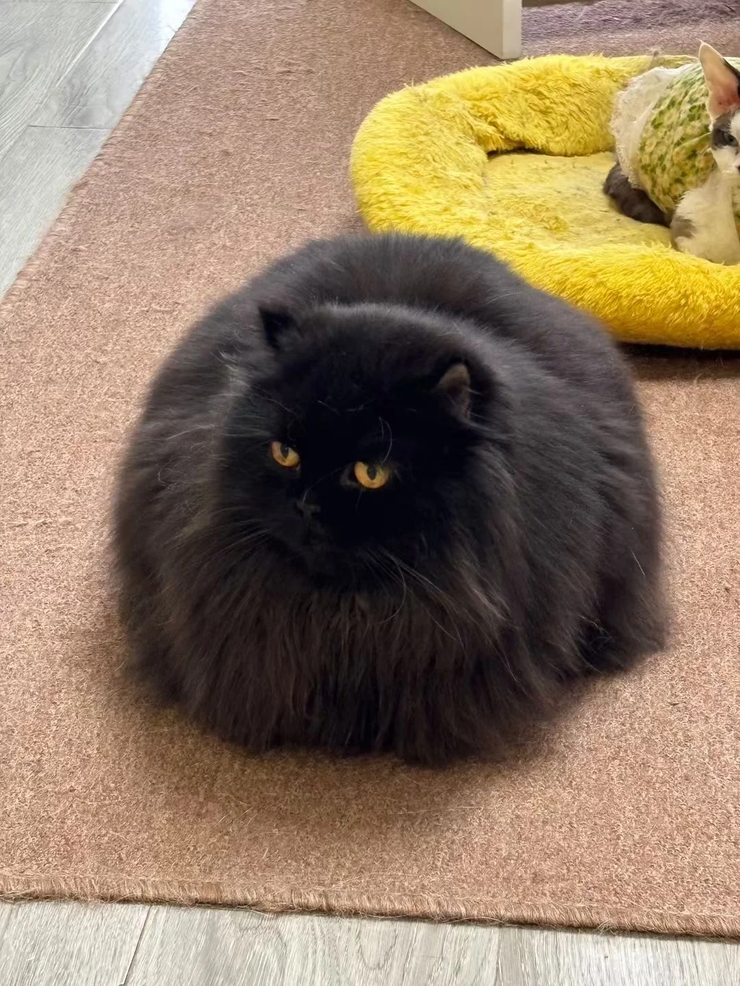 朋友遇到的猫有点像68