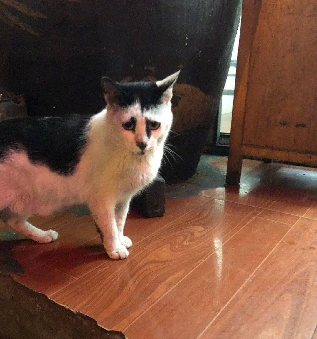 谁懂啊！这猫太有特色了