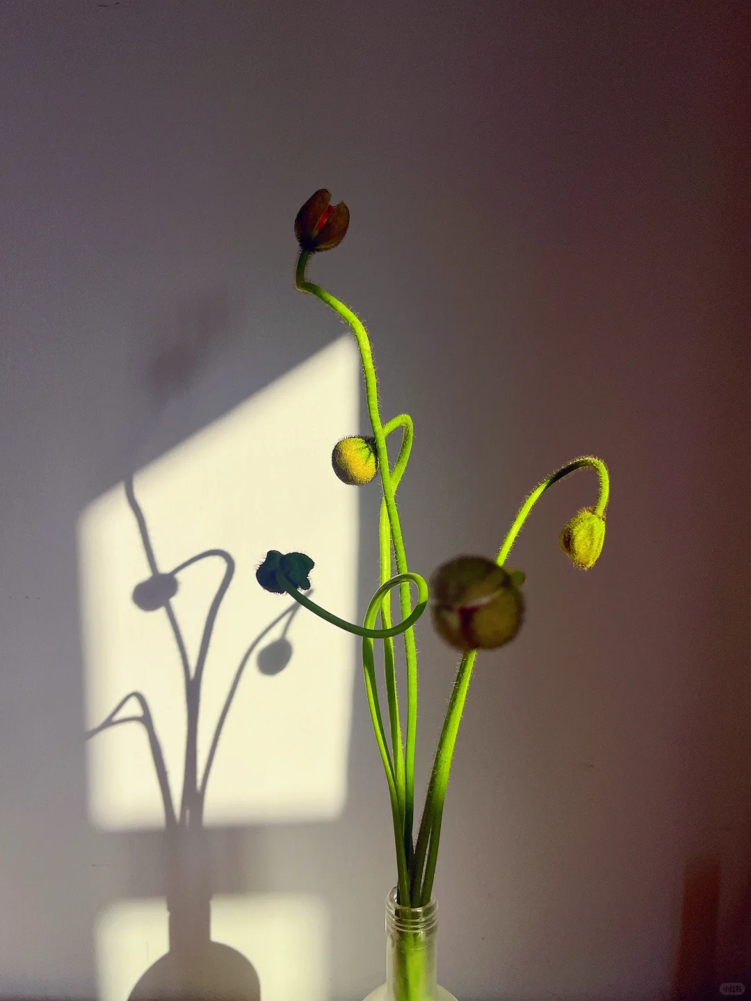 论妖娆还得看虞美人