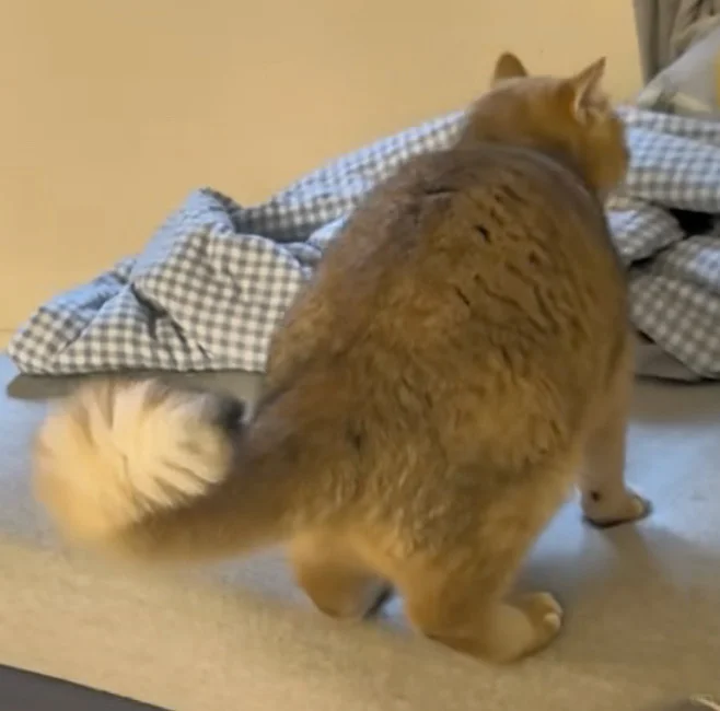 寒舍一英吉利之狸奴，叠名曰肉，名虽寓丰腴，