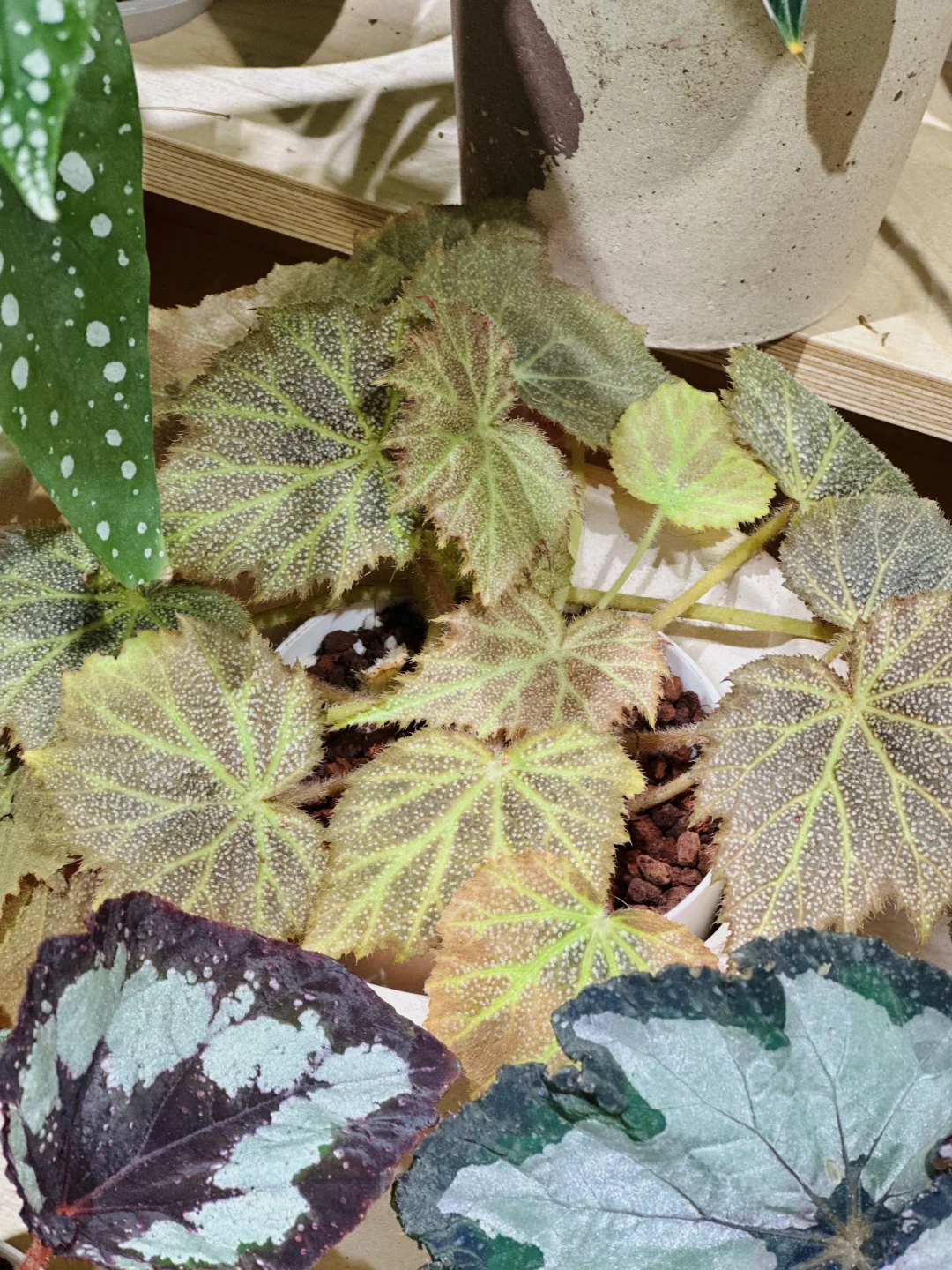 这位朋友在一堆妖艳秋海棠中脱颖而出