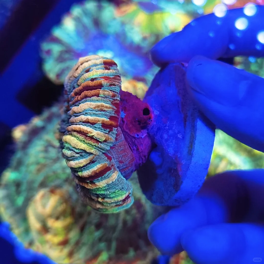 依旧会被这颗八字脑着迷