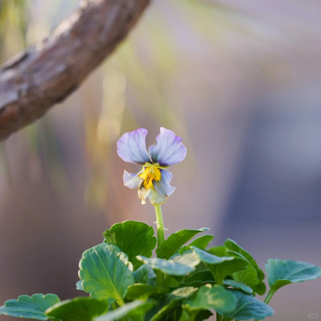 青之幻想和妖艳小花