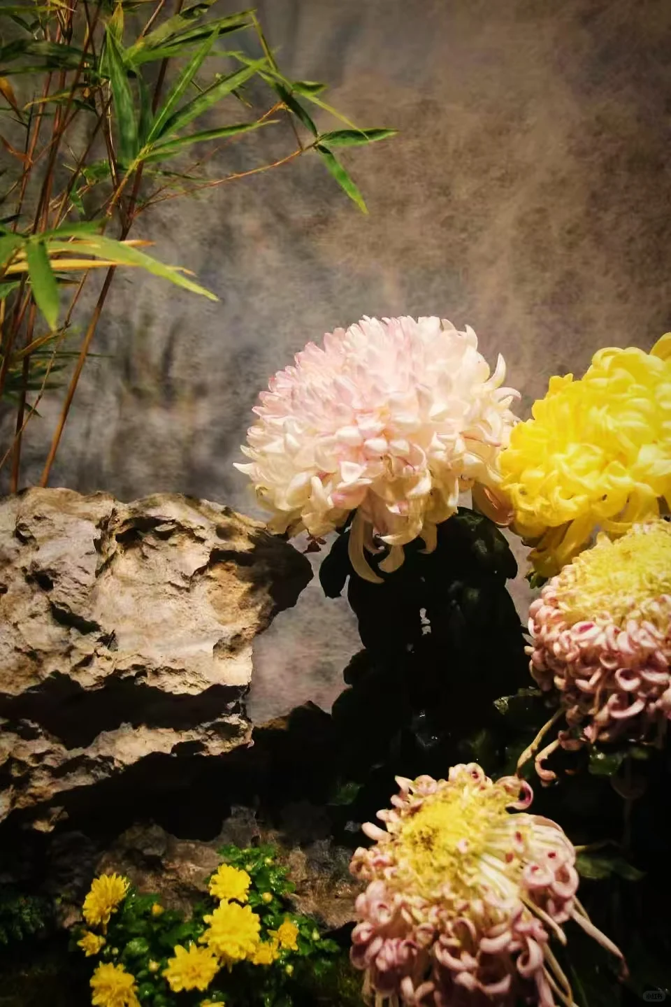 狮子林菊花展｜最是人间富贵花