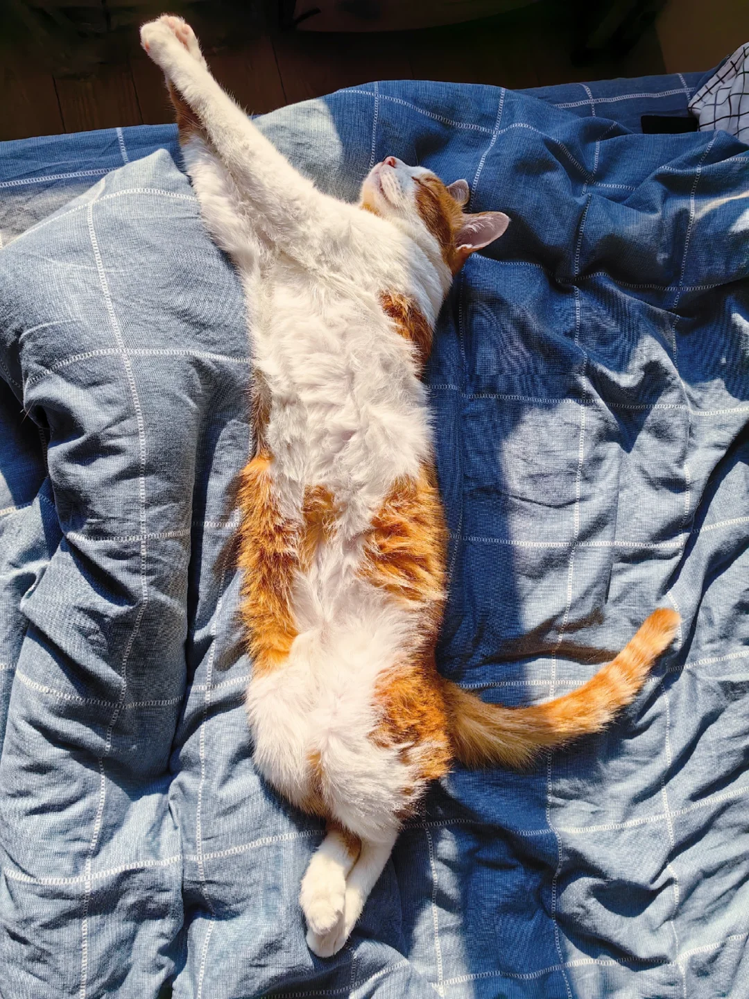 嘘🤫猫猫睡着啦