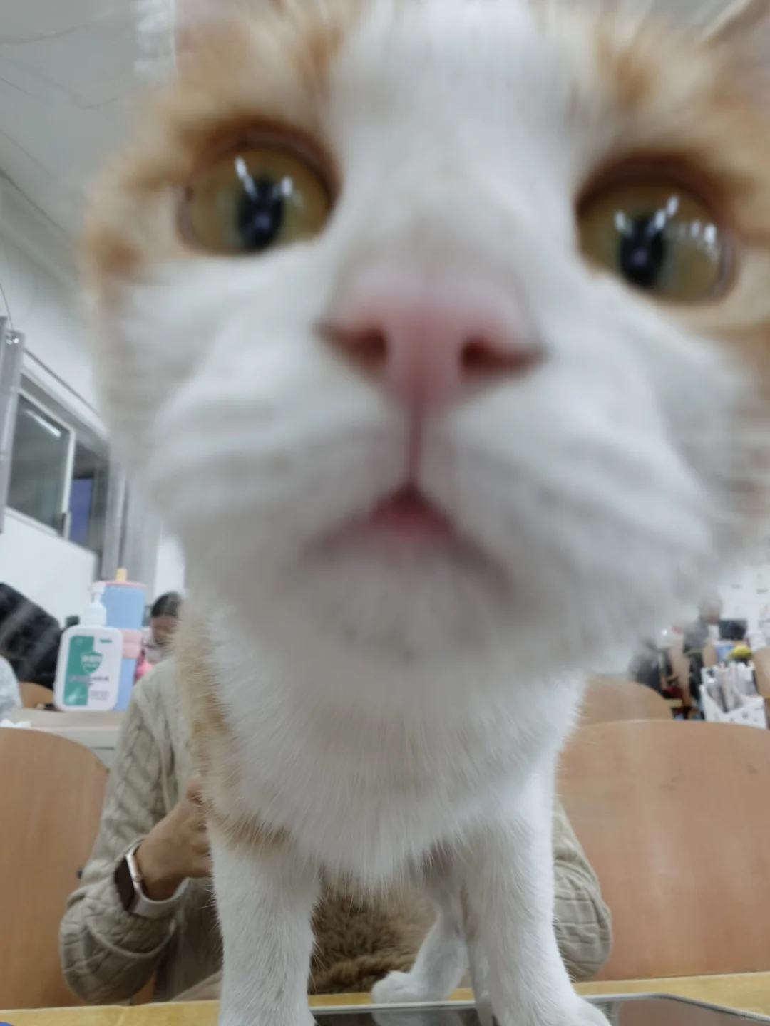 美照征集中！！！