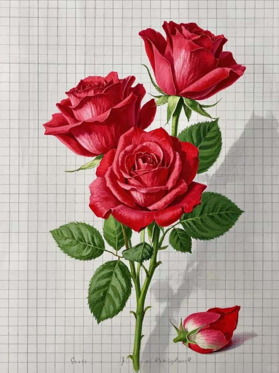 彩铅绘白纸上娇艳玫瑰