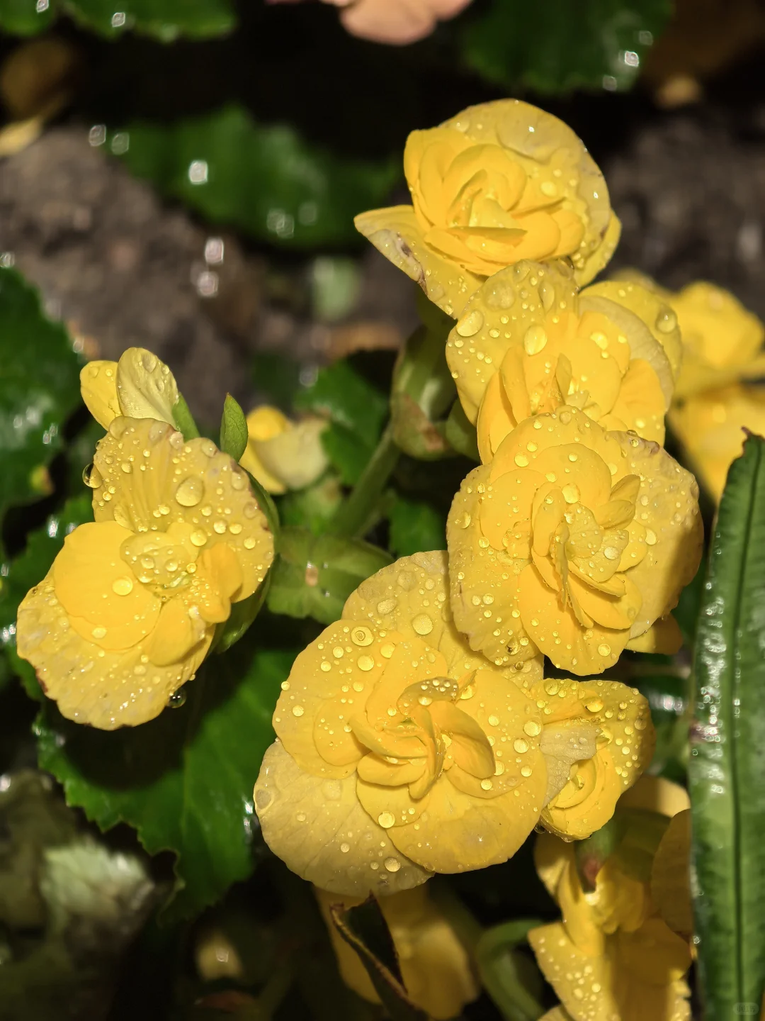 娇艳欲滴🌸🌼🌺