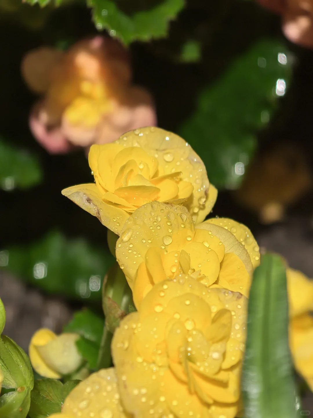 娇艳欲滴🌸🌼🌺