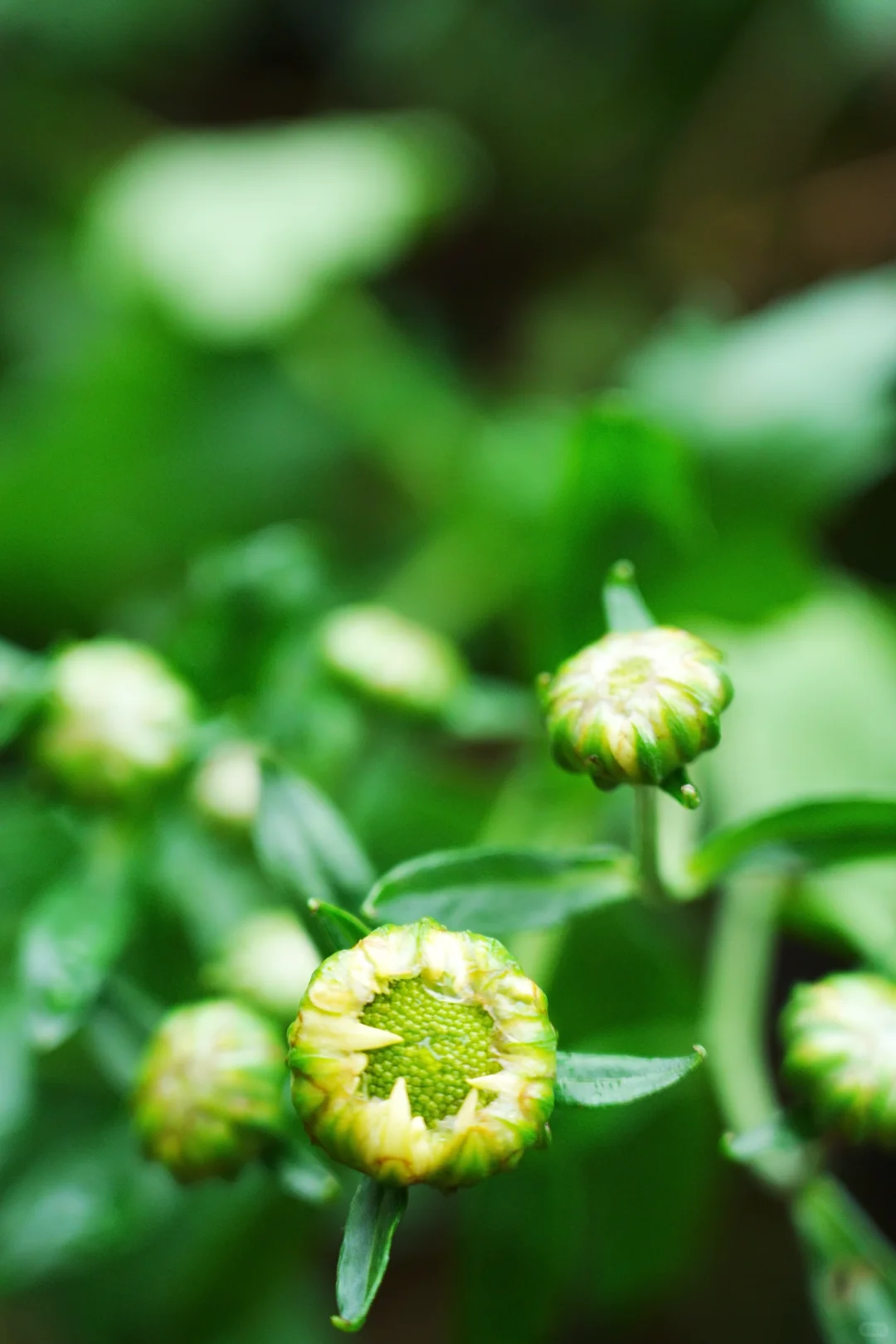 雨，未出门，拍自家的花～