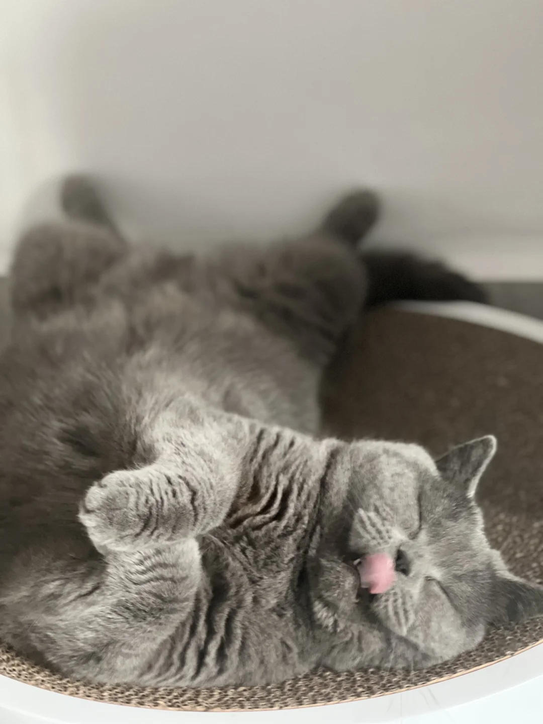 有谁和我家猫一样爱睡这个姿势？