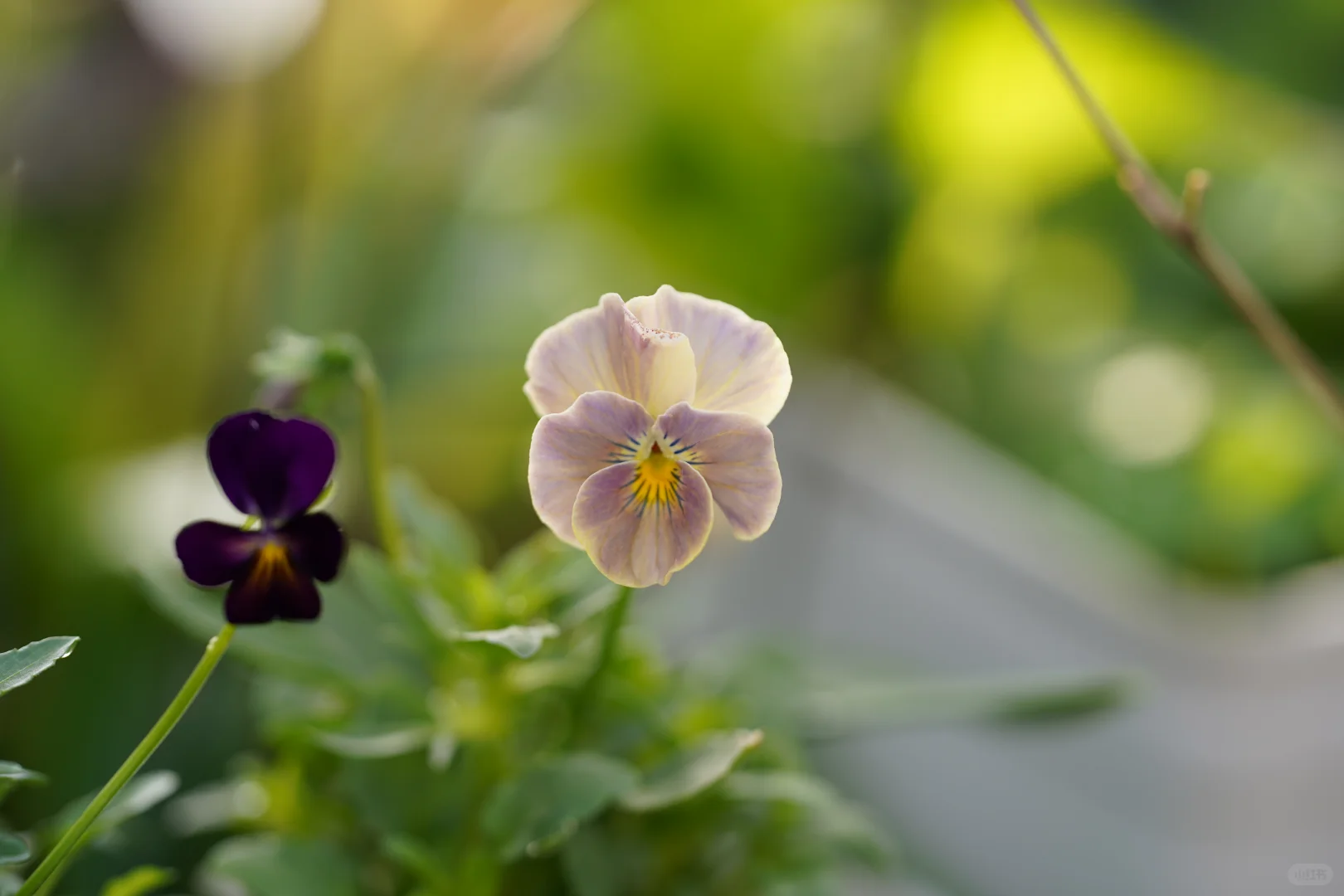青之幻想和妖艳小花