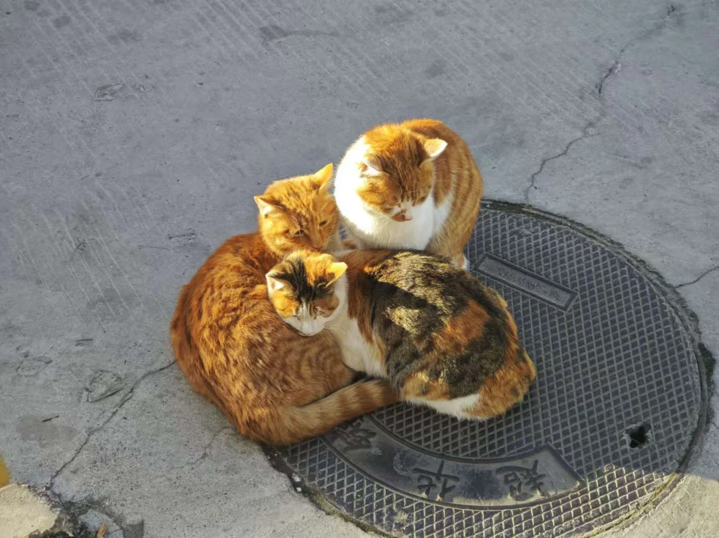 美照征集中！！！