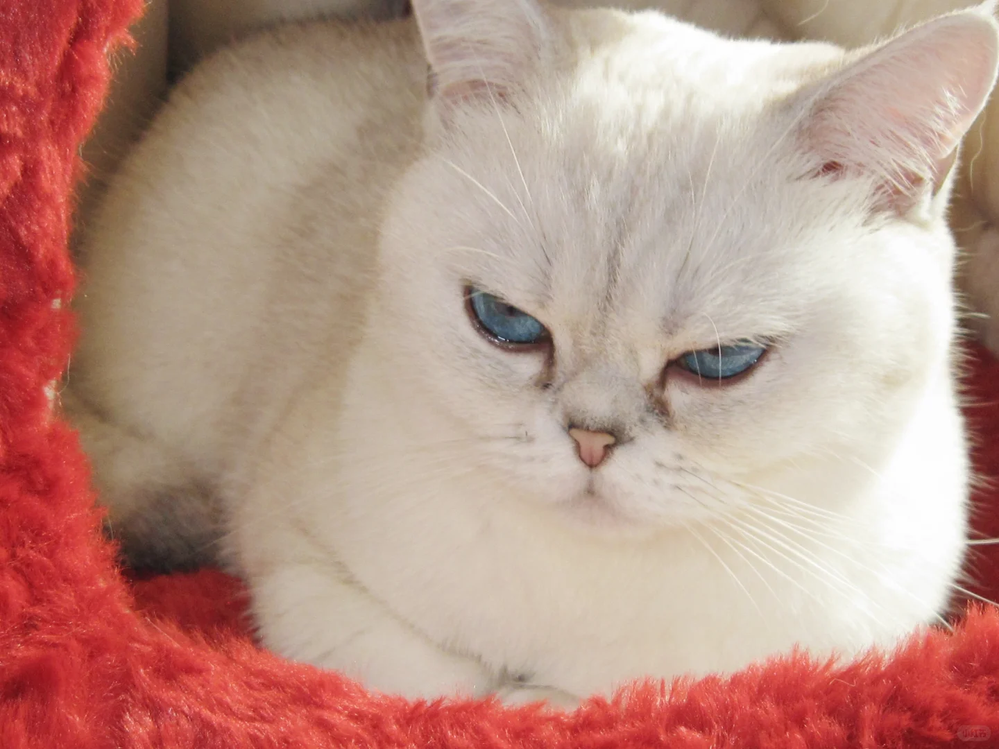 这ccd拍的也太美了吧