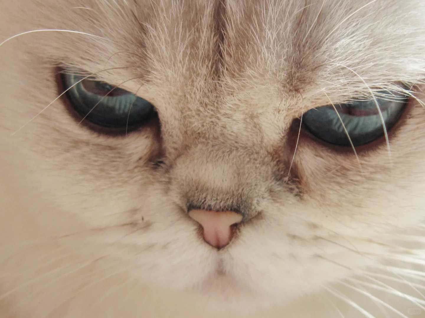 这ccd拍的也太美了吧