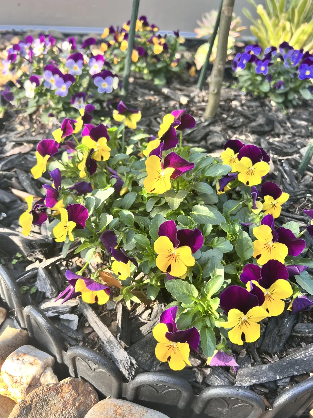 有妈妈在的日子，小花园格外的娇艳！