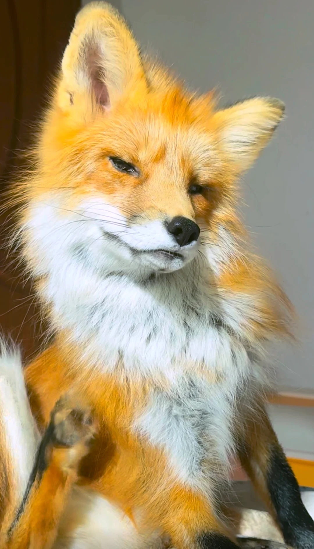 左滑⬅️看狐狸精的邪恶面孔！