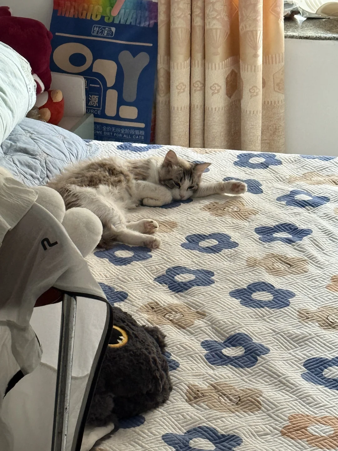 想要一个全是布偶奇怪睡姿的评论区！！