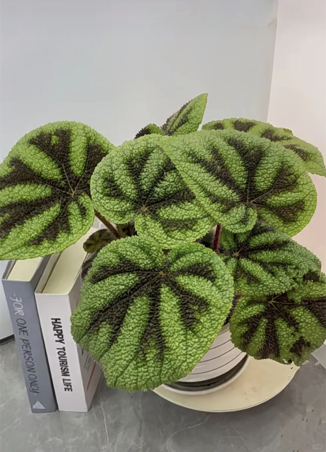 铁十字秋海棠—粗旷中带着秀丽