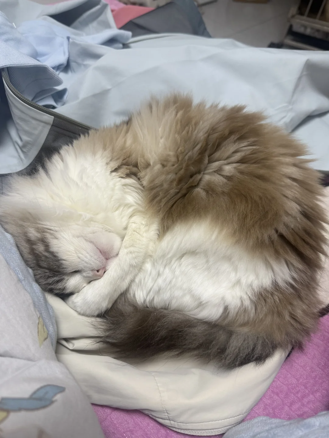 想要一个全是布偶奇怪睡姿的评论区！！