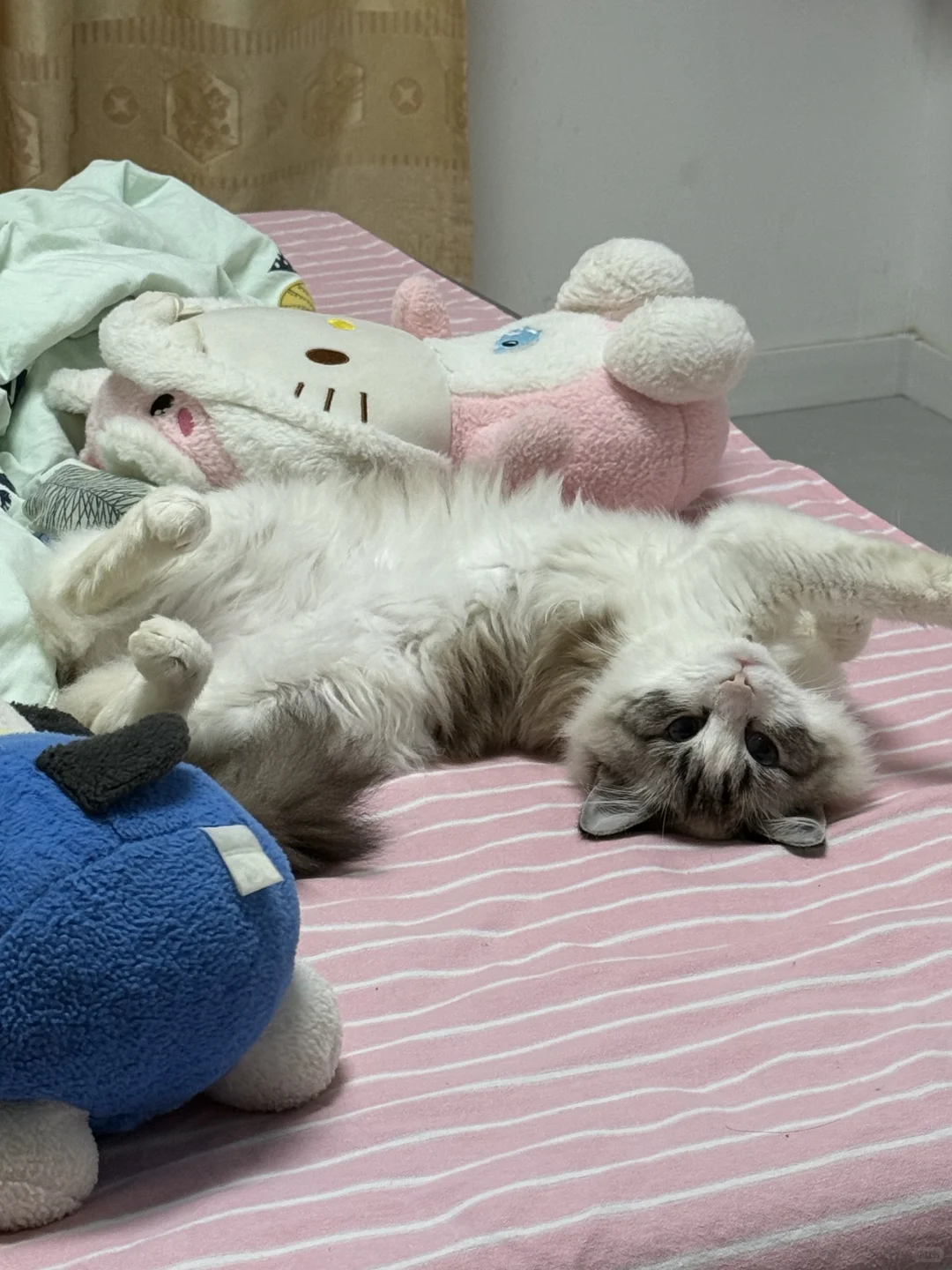 想要一个全是布偶奇怪睡姿的评论区！！