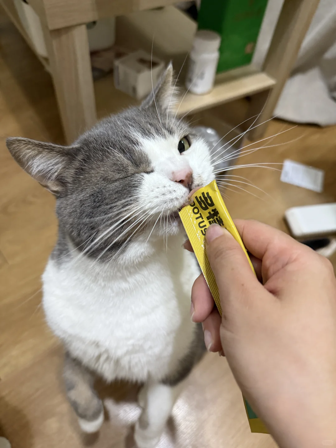 铲屎官的快乐是猫给的！