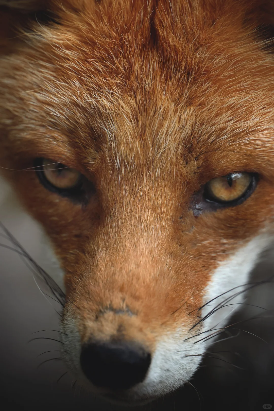 看看狐狸吧，眼神真好😍