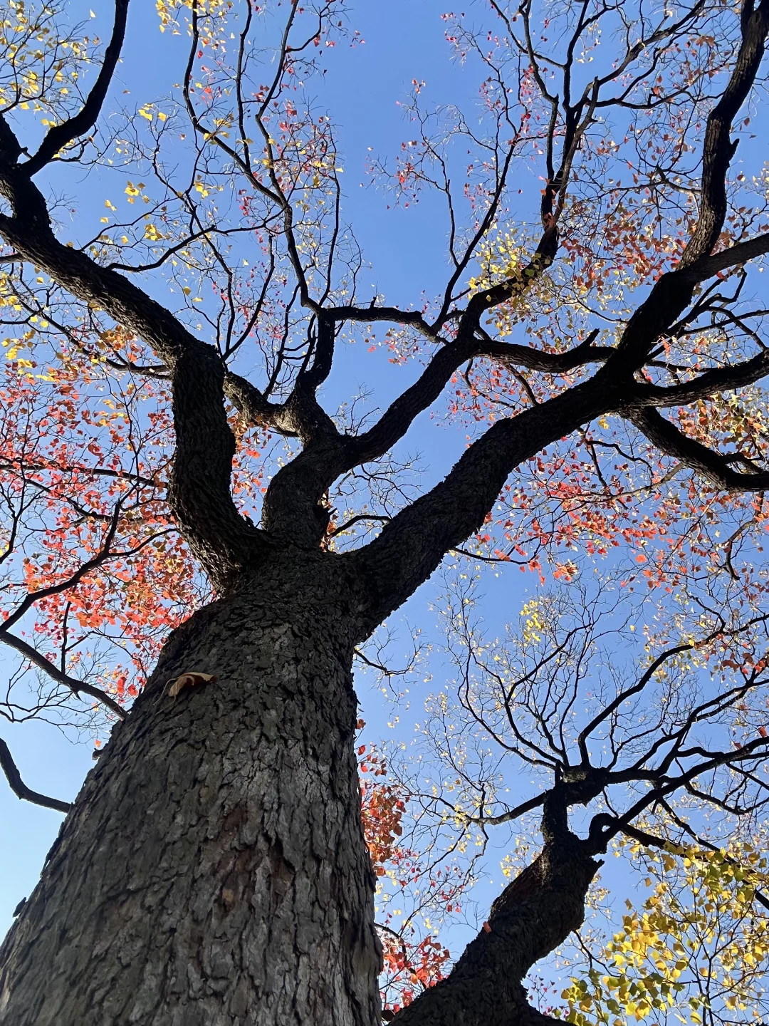 抬头！看树！莫愁湖乌桕实况…