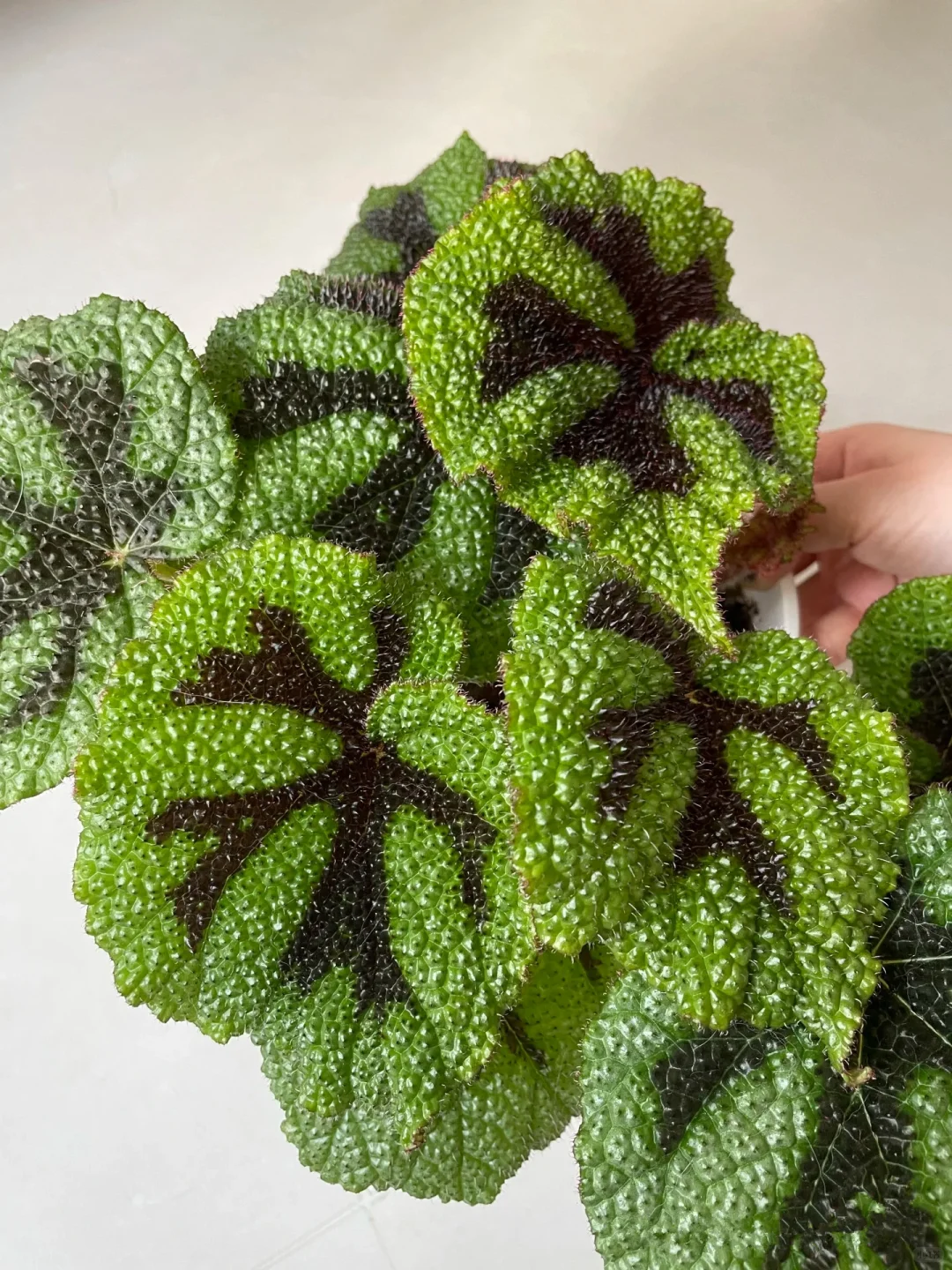 铁十字秋海棠—粗旷中带着秀丽