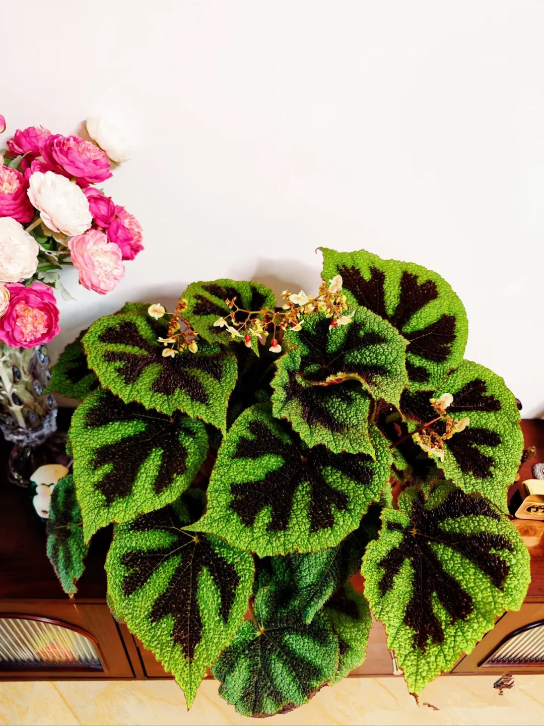 铁十字秋海棠—粗旷中带着秀丽