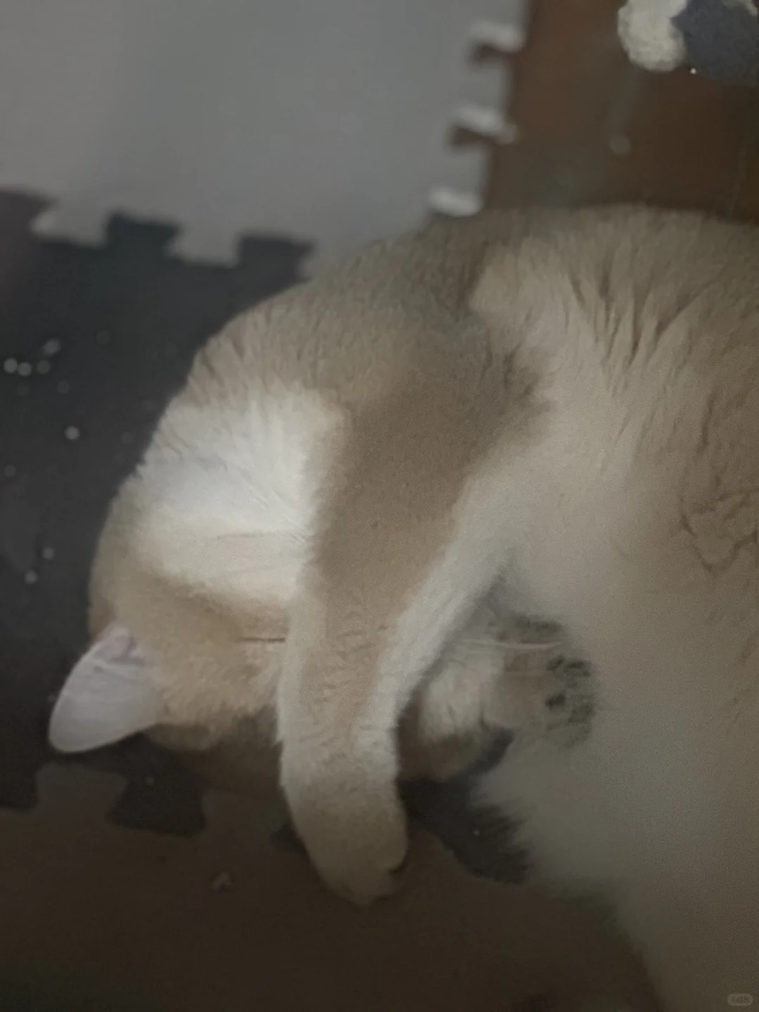 熬夜的妈和捂眼睡觉的咪 哈哈～