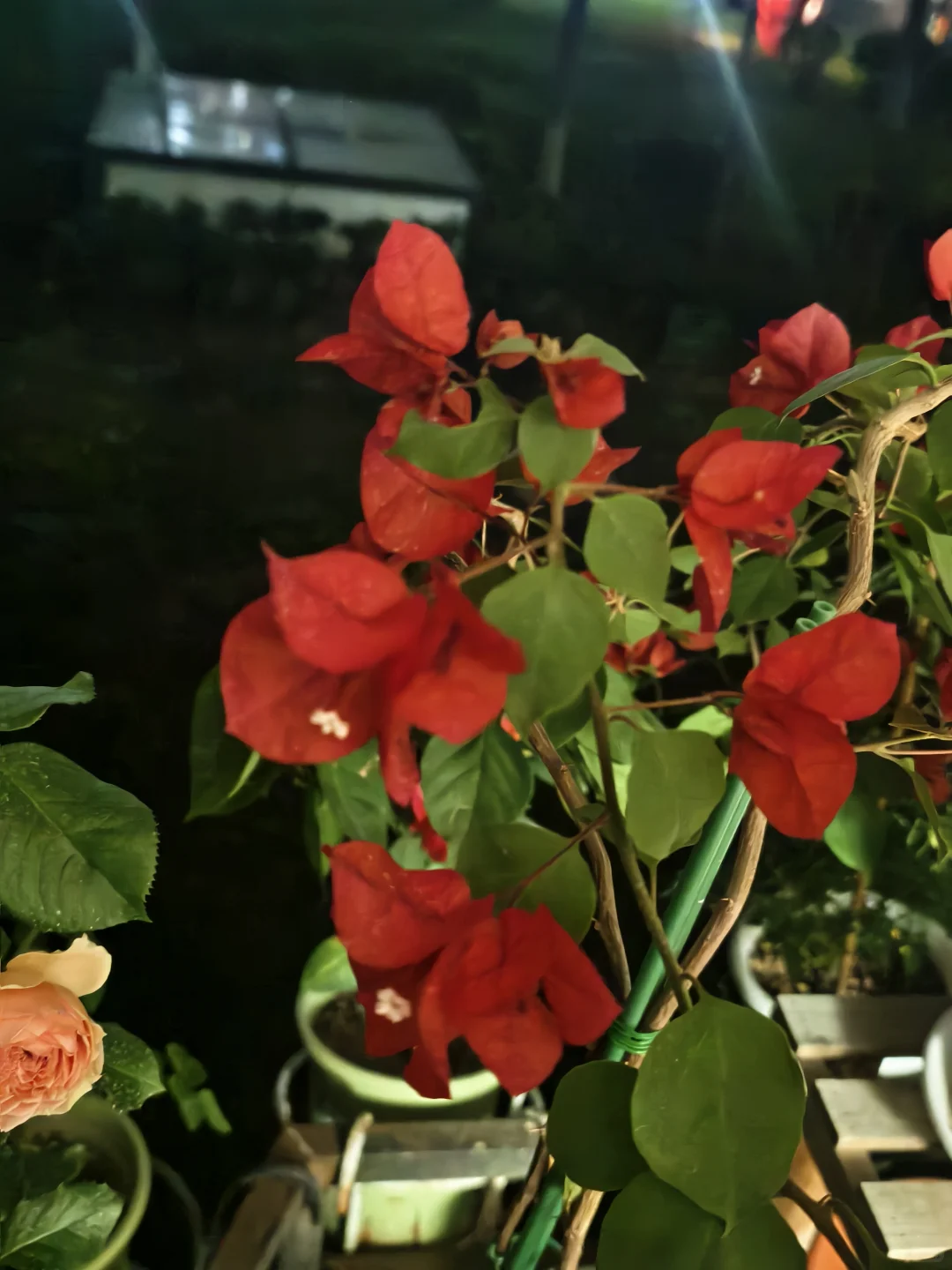 热烈娇艳的三角梅迎接11月