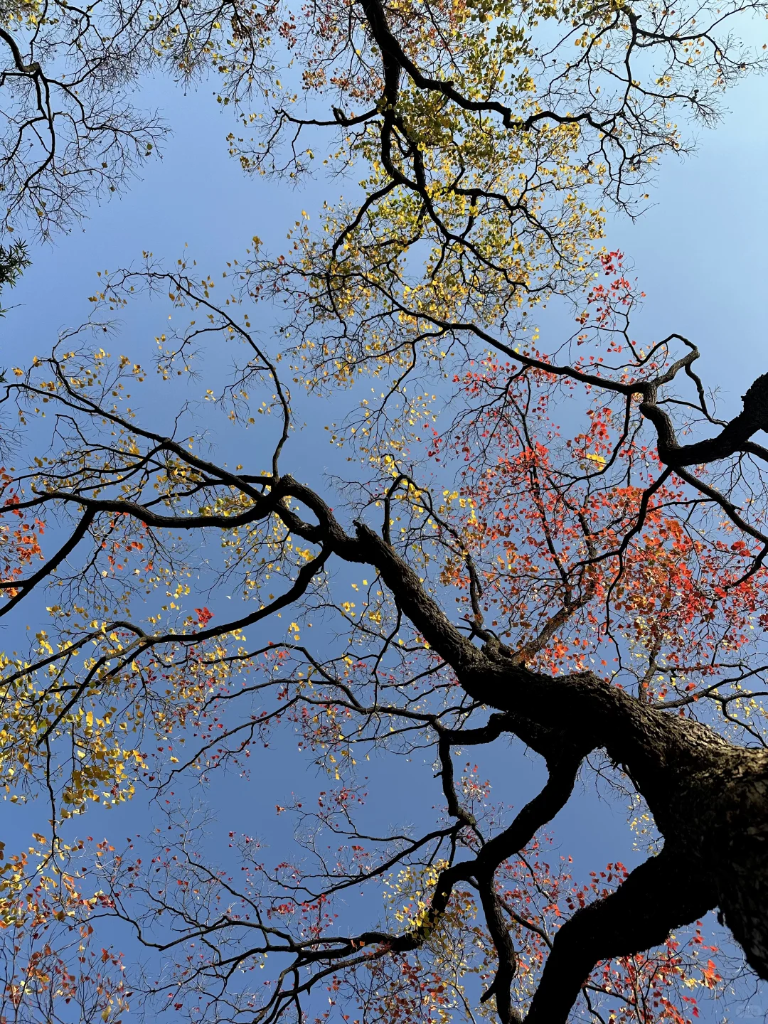 抬头！看树！莫愁湖乌桕实况…