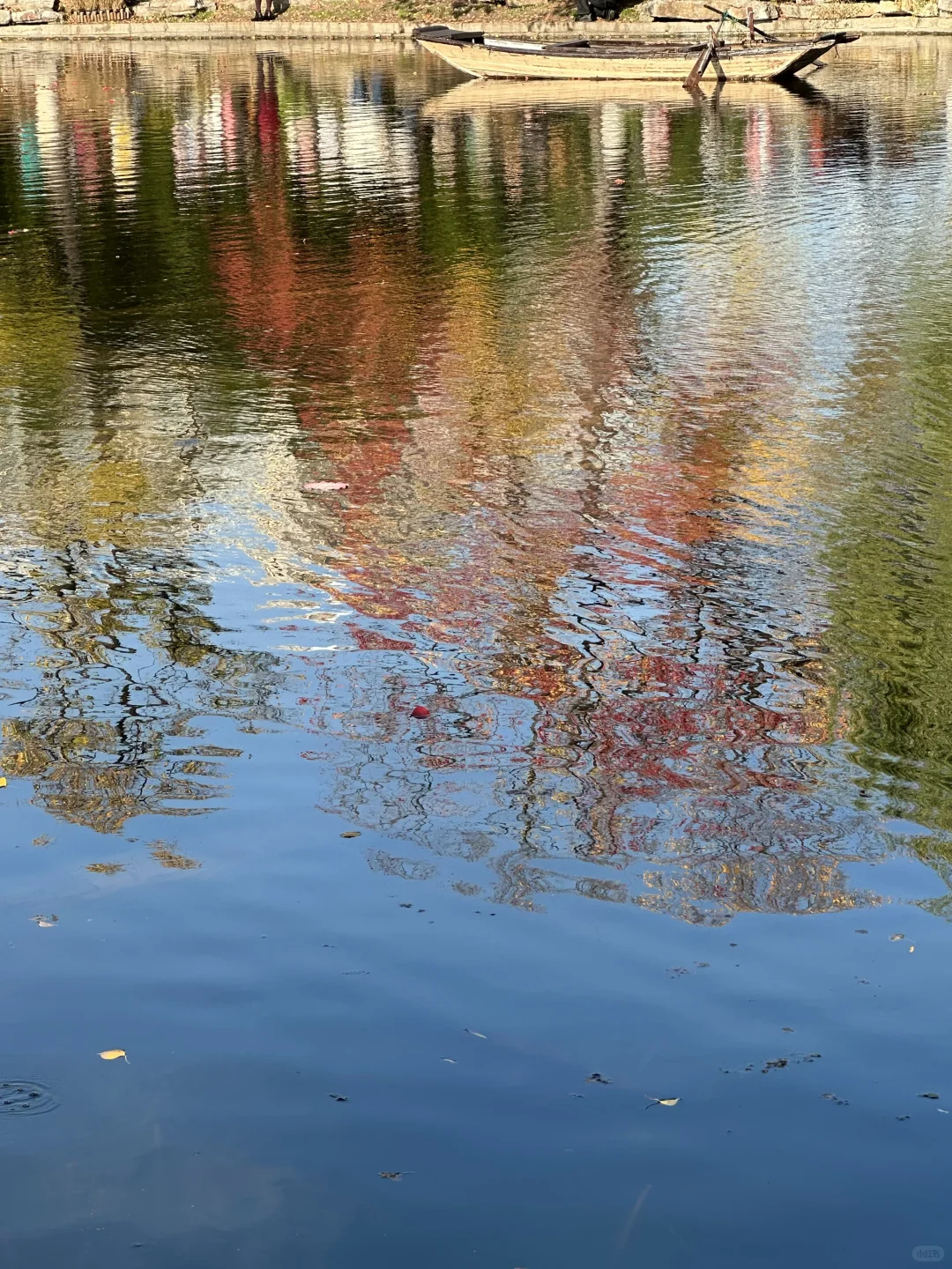 抬头！看树！莫愁湖乌桕实况…