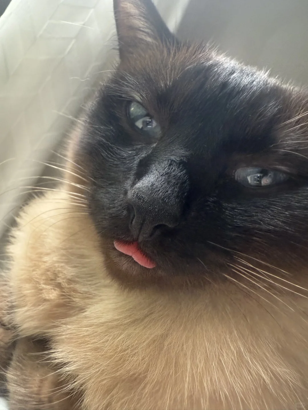 有个女的总想舔我手机怎么办🫣