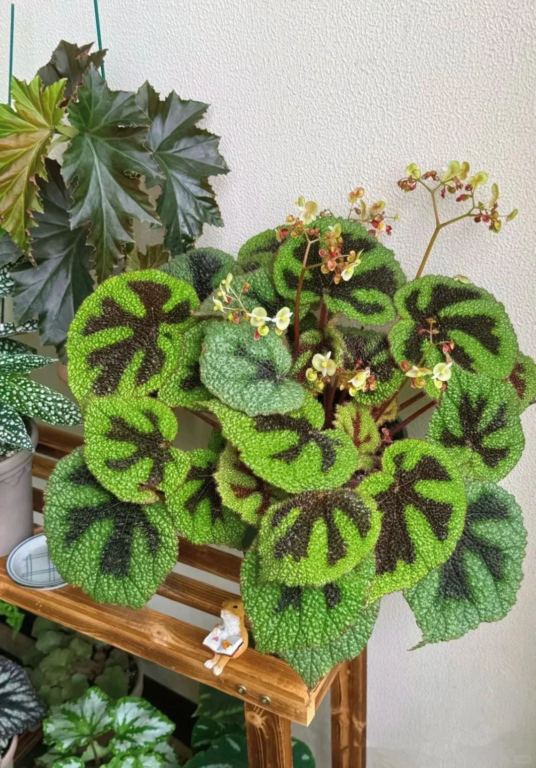 铁十字秋海棠—粗旷中带着秀丽