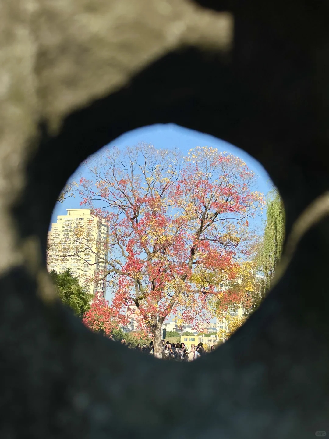 抬头！看树！莫愁湖乌桕实况…