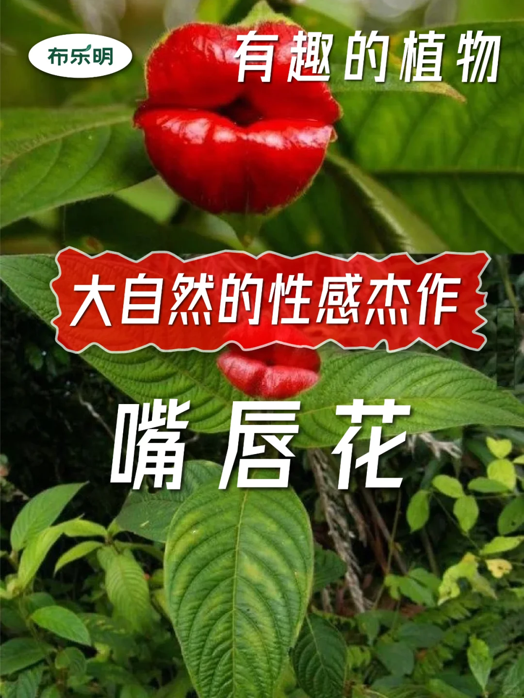 有趣的植物｜自然界的“烈焰红唇”嘴唇花