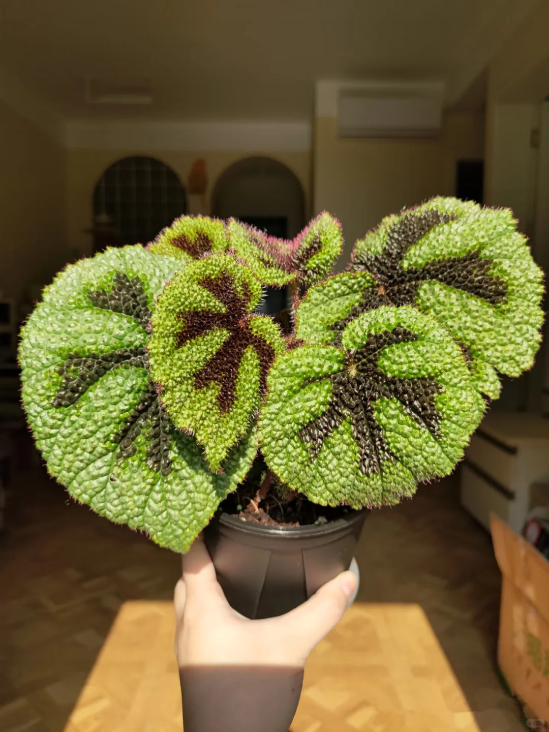 铁十字秋海棠—粗旷中带着秀丽